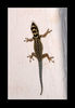 Lygodactylus_picturatus_M3K0480.jpg