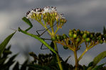 Mantis_religiosa_D8F3527.jpg