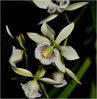 Orchidee_M3P0131.jpg