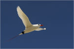 Rotschwanz_Tropenvogel_MA8_7317~0.jpg