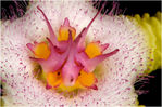 Stapelia_flavopur_MGF3899.jpg