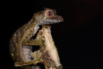Uroplatus_phantasticus_MA8_0199.jpg