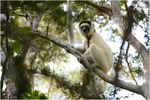 Verreauxs_Sifaka_Propithecus_verreauxi_4MA2839.jpg