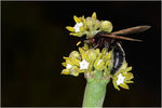 Wespe_Stachel_MA8_3474.jpg