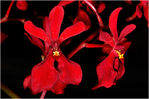 redorchid_M3P0155.jpg