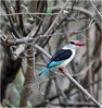 woodland_Kingfisher_MGT1838.jpg