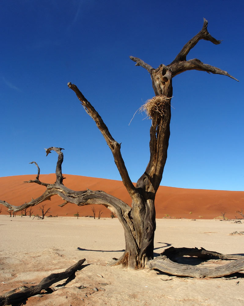 toter Baum : totes Nest
Im Deathvlei, Namibia, scheint alles abgestorben und ausgestorben, es fehlt seit Jahren an Wasser.
Schlüsselwörter: Namibia,  Deathvlei