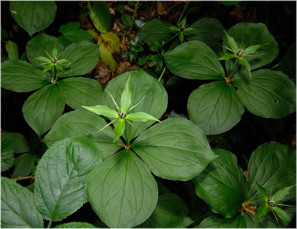 Vierblättrige Einbeere (Paris quadrifolia)
Der Name Paris erinnert an eine griechische Sage. Die Beere sympolisiert den Eris - Apfel, um den sich Paris, Athene, Hera und Aphrodithe versammelten. 
Schlüsselwörter: Vierblättrige Einbeere, Paris quadrifolia, Lägern, mg, Blütenpflanzen