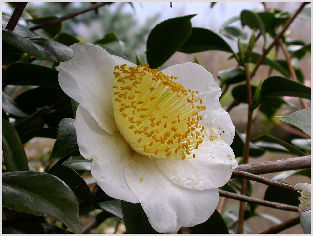 Weisse Kamelie
Extreme Staubfäden und weisse Blütenblätter
Schlüsselwörter: Tessin Staubfäden, weisse Kamelie