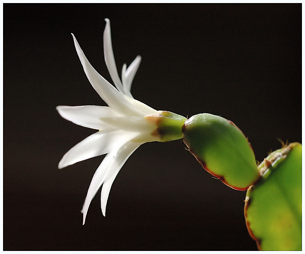 weisser_Osterkaktus
Schlüsselwörter: weisser Osterkaktus