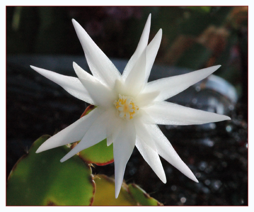 weisser Osterkaktus
Schlüsselwörter: weisser Osterkaktus