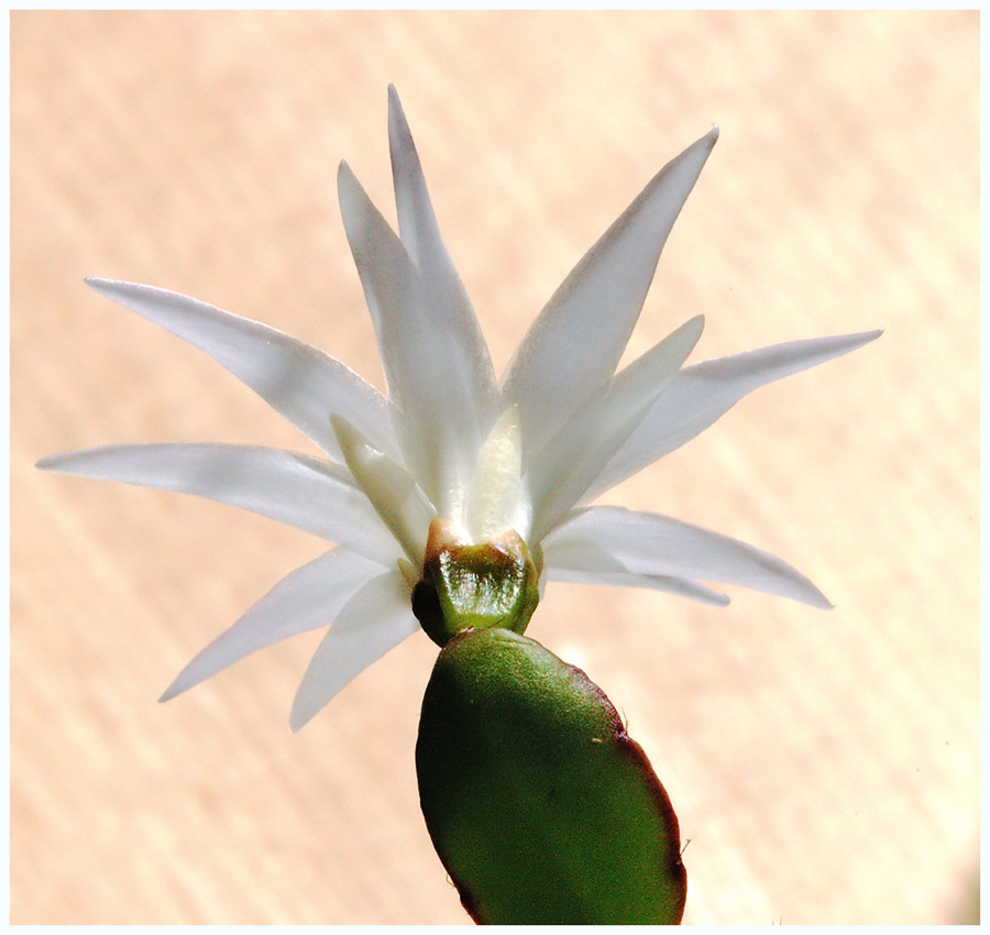 weisser Osterkaktus
Schlüsselwörter: weisser Osterkaktus