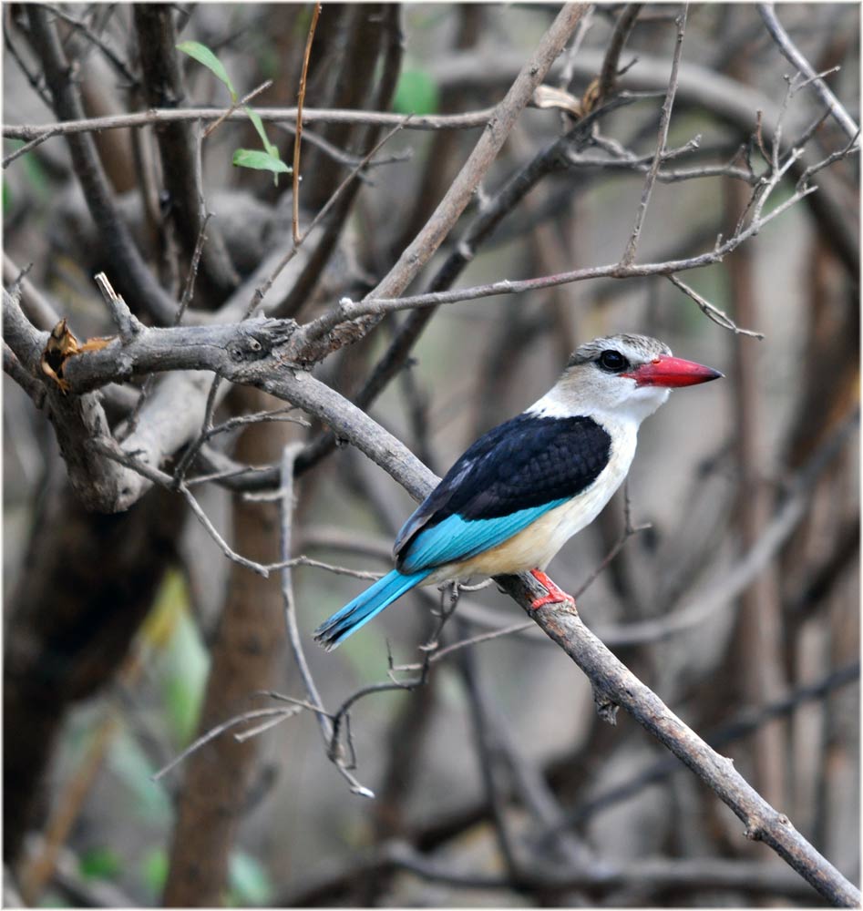Braunkopfliest, Halcyon albiventris, Brown-hooded Kingfisher
Kommt in der Trockensavanne, Wald- und Buschland in Ostafrika vor. Unterscheidet sich vom Woodland-Kingfisher durch den komplett roten Schnabel, im Gegensatz zum Mangrovenfischer hat er einen schwarzen Rücken.
Schlüsselwörter: Braunkopfliest, Halcyon albiventris, Brown-hooded Kingfisher, Tanzania, Selous