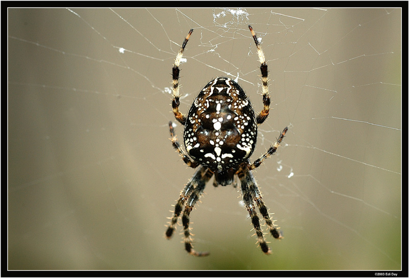 Kreuzspinne
Araneus diadematus
Schlüsselwörter: Kreuzspinne, Araneus diadematus