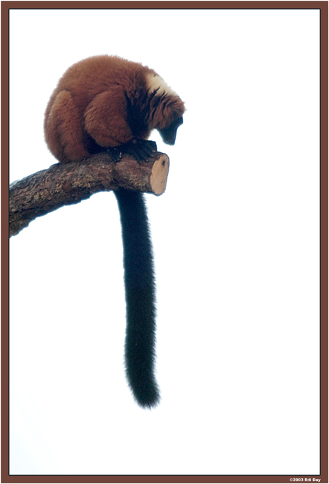 roter Vari
in der Masoala-Regenwaldhalle - eine Lemurenart aus Madagaskar
Schlüsselwörter: Masoalahalle, Madagaskar, Zoo Zürich, zürcher Zoo, roter Vari, Lemuren