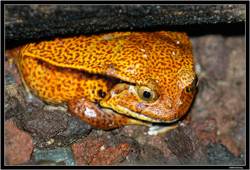 Tomatenfrosch
in der Masoala-Regenwaldhalle (unter der Hängebrücke)
Schlüsselwörter: Masoalahalle, Madagaskar, Zoo Zürich, zürcher Zoo, Tomatenfrosch, Dyscophus guineti