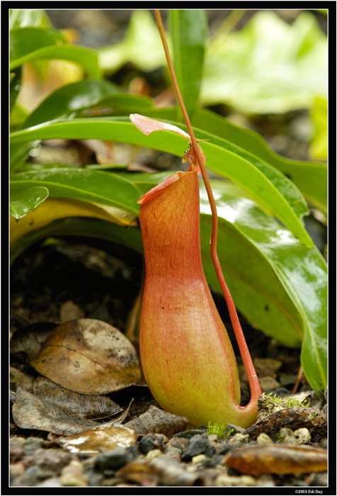 Kannenpflanze
Die karnivore (fleischfressende) Nephentes fängt ihre Opfer in ihrem Kelch und verdaut die Beute, welche in die Falle gerät.
Schlüsselwörter: Masoalahalle, Madagaskar, Zoo Zürich, zürcher Zoo, Nephentes, fleischfressende Pflanzen