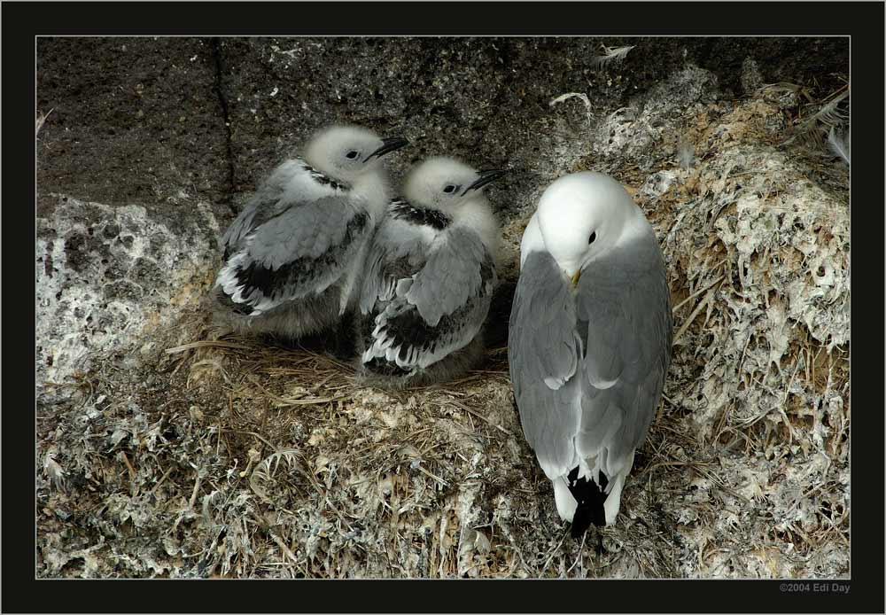 Dreizehenmöve
in Island
Schlüsselwörter: Island, Dreizehenmöve, Rhodostethia rosea