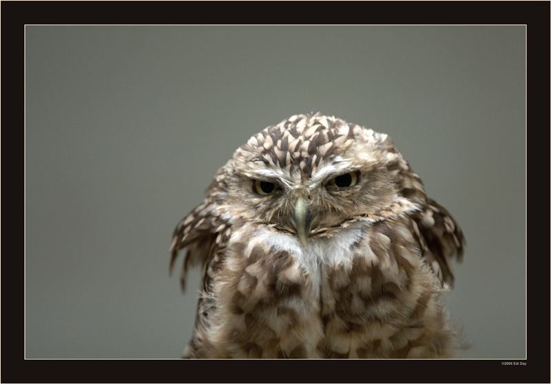 Kanincheneule
Schlüsselwörter: Strigiformes, Kanincheneule