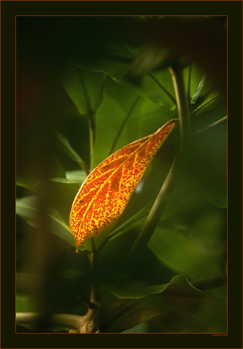 Dschungelfarben
welkes Blatt in dichten Unterholz
Schlüsselwörter: welkes Blatt, Masoalahalle, Madagaskar, Madagascar, Zoo Zürich