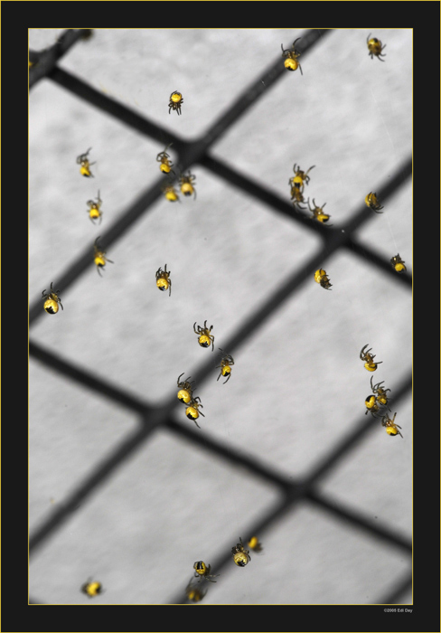 wohl kaum 1 mm gross...
... sind diese jungen Spinnen. Bei Gefahr "fallen" sie aus der "Spinnenkugel" und lassen sich an ihren Fäden runter.
Schlüsselwörter: junge Spinnen