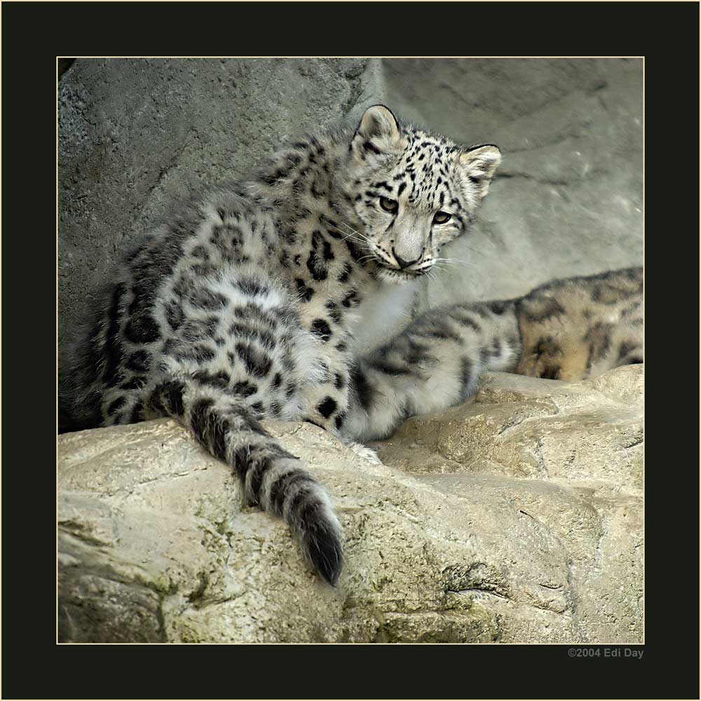 Schneeleopardenbaby
im Zürcher Zoo Anfang Oktober 2004
Schlüsselwörter: Schneeleopard, Irbis