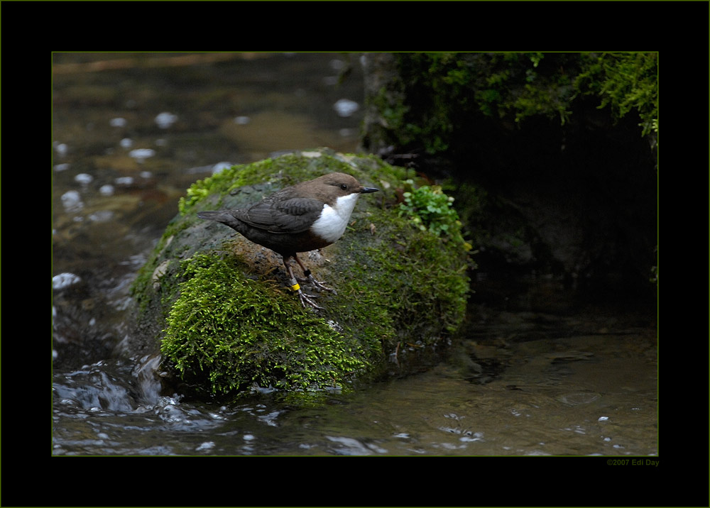 Wasseramsel
Schlüsselwörter: Wasseramsel, Cinclus cinclus, Küsnacht, Küsnachter Tobel