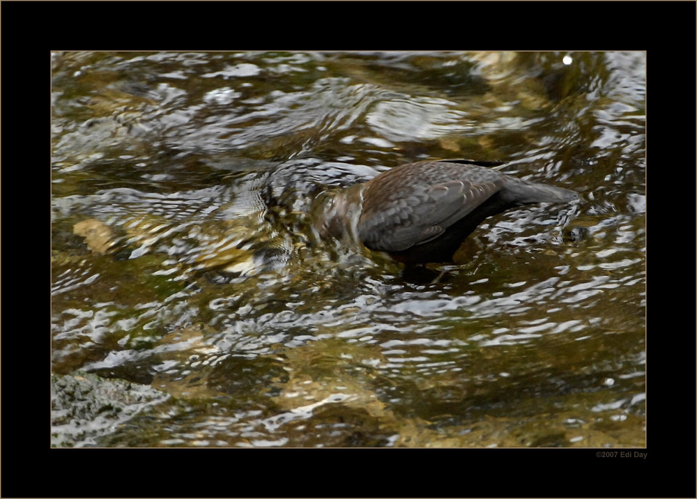 Wasseramsel
Der einzige Singvogel bei uns, welcher schwimmen und tauchen kann. Aufgenommen im Küsnachter Tobel anlässlich einer Exkursion mit Dr. Johann Hegelbach.
Schlüsselwörter: Wasseramsel, Cinclus cinclus, Küsnacht, Küsnachter Tobel