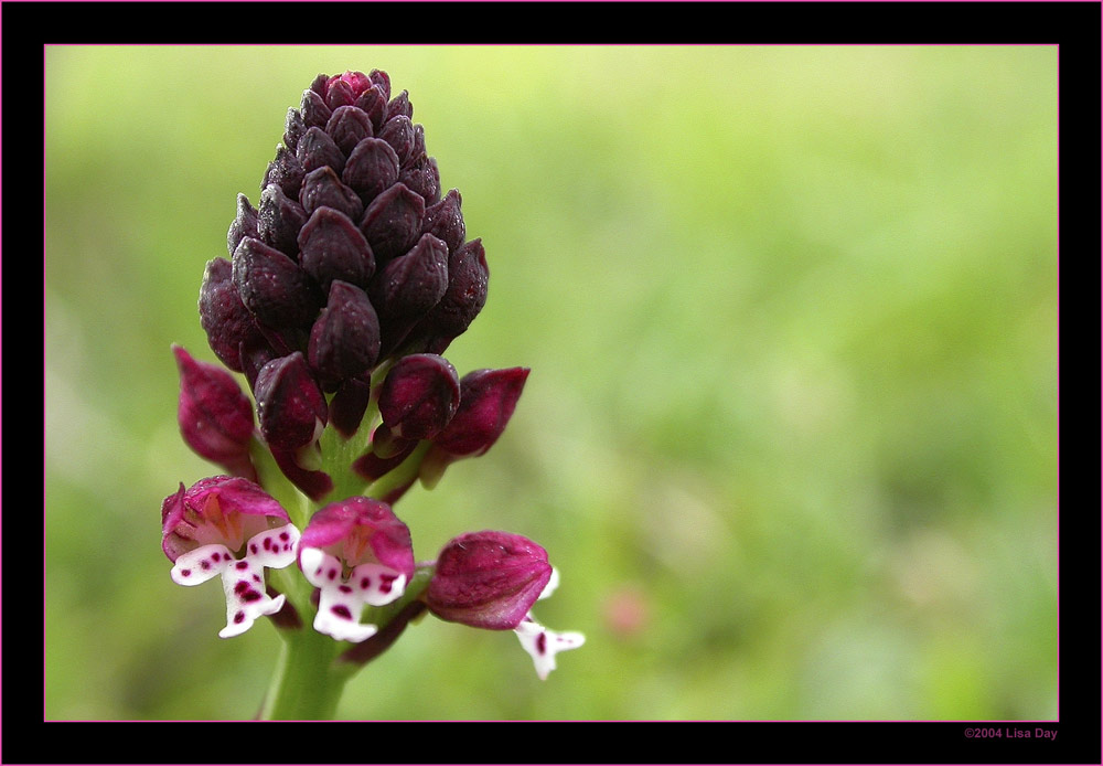 Schwärzliche (Angebrannte) Orchis
(Orchis ustulata L.)
Eine einzige Pflanze haben wir auf dem ganzen Weg oberhalb der Runca in Flims gefunden. Blütezeit Mai bis Juli. Geschützt in der ganzen Schweiz.
Schlüsselwörter: Schwärzliche Orchis, Angebrannte Orchis, Orchis ustulata, Flims