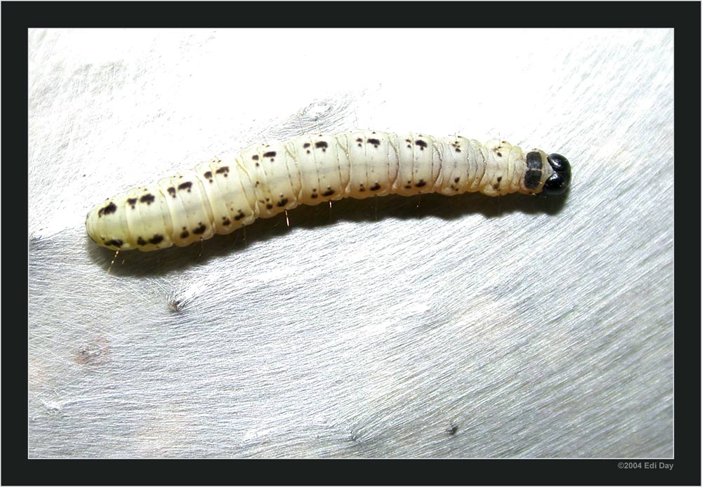 Traubenkirschen-Gespinnstmotte
Yponomeuta evonymella 
Dieser Schädling macht zur Zeit gemäss Tagesschau vom 16.6.2004 St. Petersburg unsicher. Zu millionen fressen diese Raupen die Bäume in Wäldern und Parks kahl. Ich habe dies vor zwei Jahren selber in Flims und in Hamburg erlebt.
http://www.schmetterling-raupe.de/art/evonymella.htm

Schlüsselwörter: Yponomeuta evonymella, Traubenkirschen-Gespinnstmotte