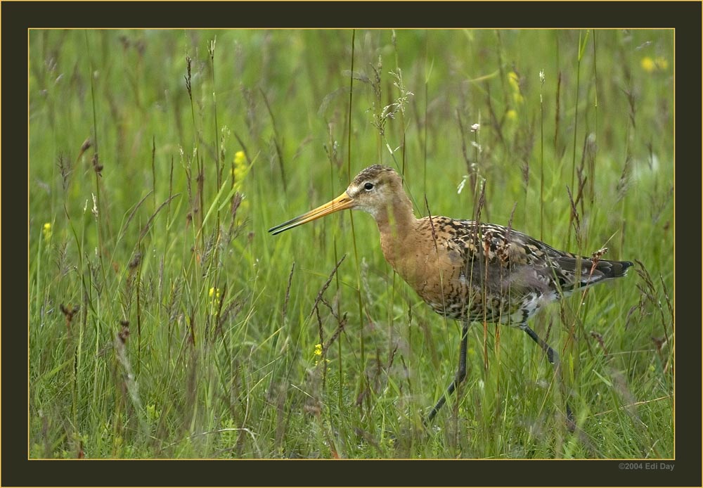 Uferschnepfe
Relativ häufig ist die Uferschnepfe, Limosa limosa, an Islands Küsten und Brachgebieten anzutreffen. 
Schlüsselwörter: Island, Westfiorde, Uferschnepfe, Limosa limosa, Wasservögel