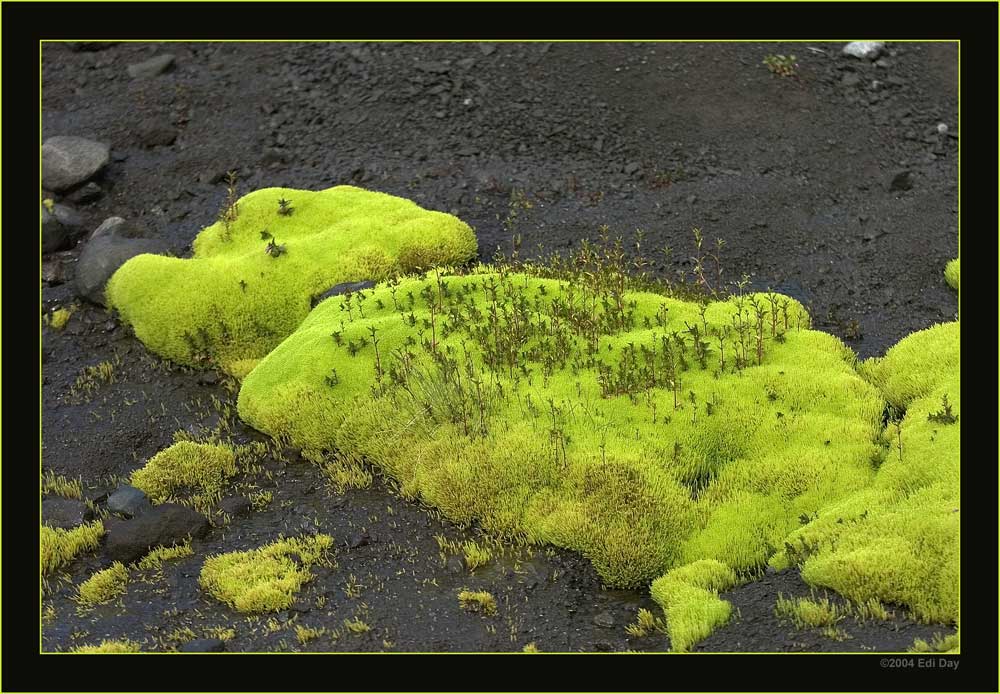 Moospolster im schwarzen Lavasand
Schlüsselwörter: Island, Moos