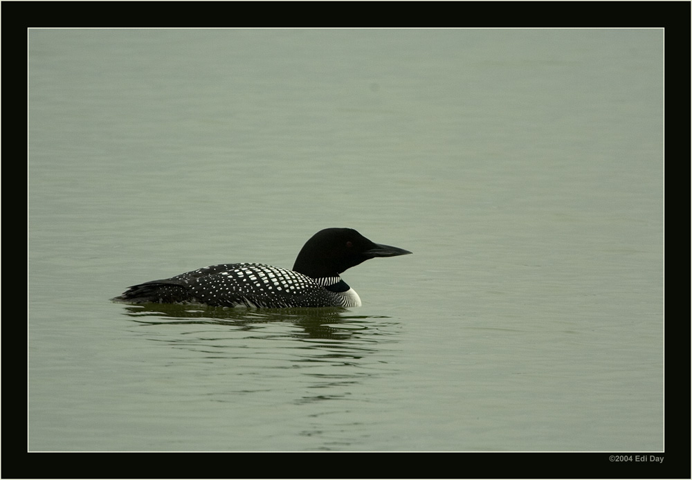 Eistaucher
Gavia immer
Diese Seetaucher sind Irrgäste der amerikanischen Nordküsten und kommen als Besucher zuweilen nach Island.
Schlüsselwörter: Eistaucher, Gavia immer
