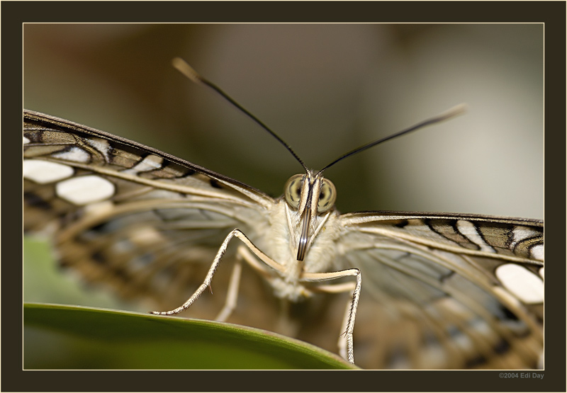 Auge in Auge
tropischer Schmetterling im Papillorama auf der Insel Mainau
Schlüsselwörter: Mainau, Schmetterling, tropisch, Papillorama