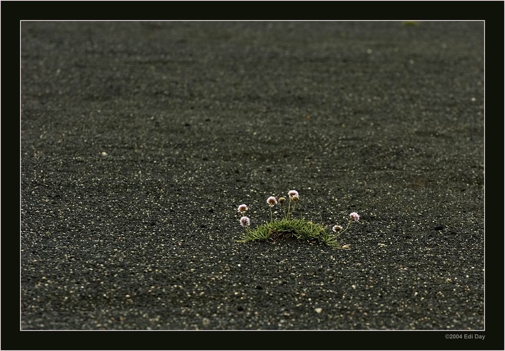 einsame Pflanze im Lavafeld
Schlüsselwörter: Island
