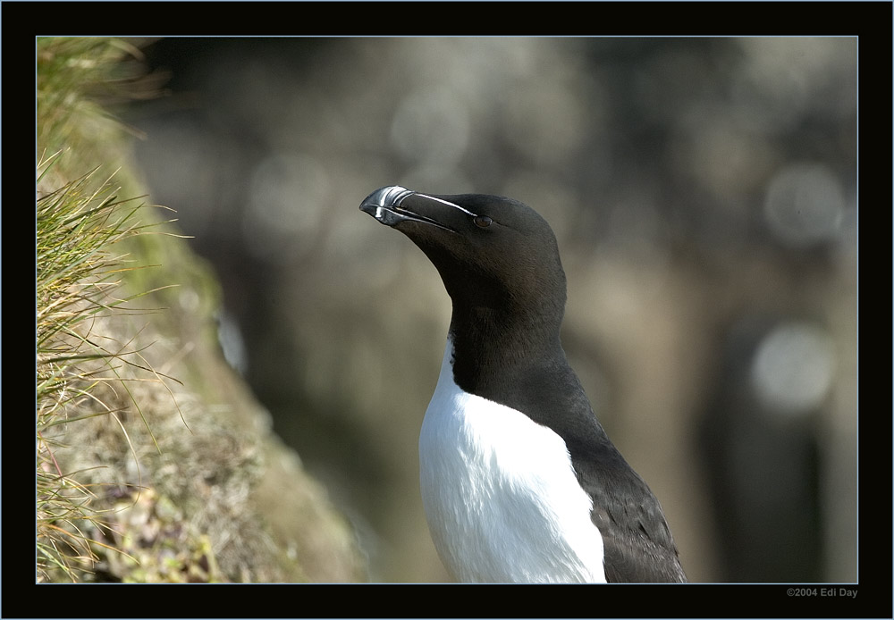 wie nah kommt der noch?
Tordalk an der Steilküste Westisland, Latrabjarg
Alca torda
Schlüsselwörter: Làtrabjarg, Westfiorde, Island, Westküste, Steilküste, Tordalk, Alca torda