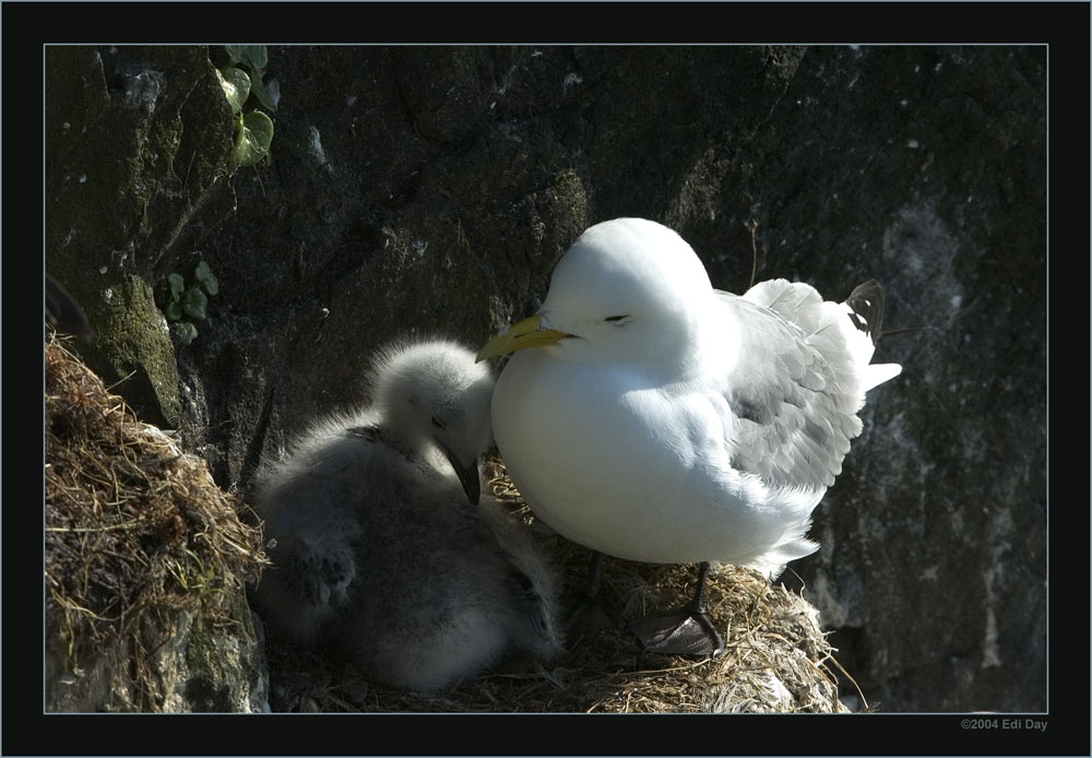 Mutter und Sohn
Dreizehenmöve auf Latrabjarg - Rissa tridactyla
Schlüsselwörter: Làtrabjarg, Westfiorde, Island, Westküste, Steilküste, Dreizehenmöve, Rissa tridactyla