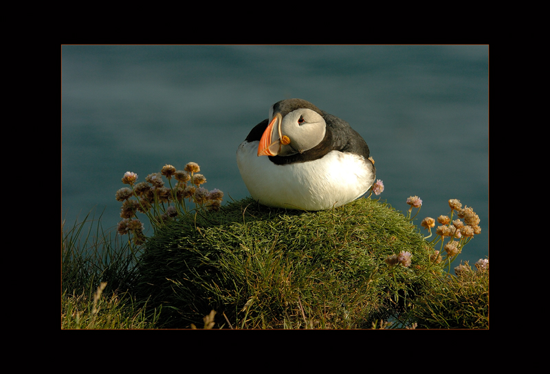 Papageientaucher
in Island
Schlüsselwörter: Fratercula arctica, Papageientaucher, Island