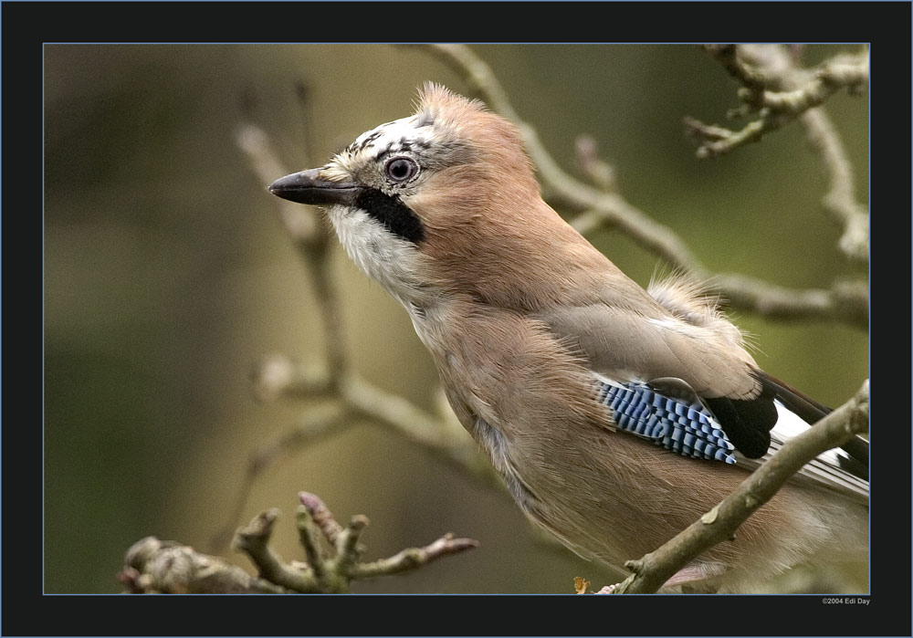 Eichelhäher
Garrulus glandarius
Nicht selten in unserer Gegend aber eher scheu und sehr schwierig, vor die Linse zu kriegen.

Der Eichelhäher ist in der Lage Stimmen anderer Singvögel oder Geräusche nachzuahmen.

Nikon D2H - AF-S 600mm f/4.0
600mm - 1/400S - f/4 - ISO800

Schlüsselwörter: Eichelhäher, Garrulus glandarius