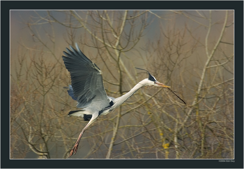 Graureiher beim Nestbau
Flaachsee im März
Nikon D2H - AF-S 600mm f/4 - 1.4Fach-Conv. 
850mm - 1/320s - f/5.6 - ISO 200
Schlüsselwörter: Graureiher, Flaachsee, Ardea cinerea