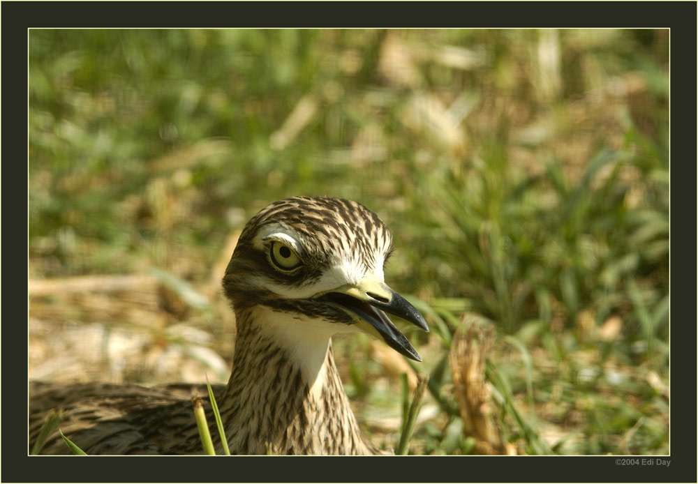 Triel
Sehr seltener nachtaktiver Stelzvogel, in den letzten 100 Jahren in der Schweiz nur 114x beobachter.
