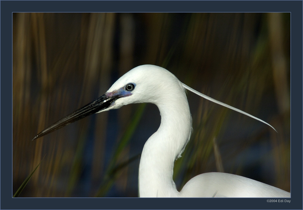 Seidenreiher
Schlüsselwörter: Egretta garzetta, Seidenreiher, Camargue, Reiher