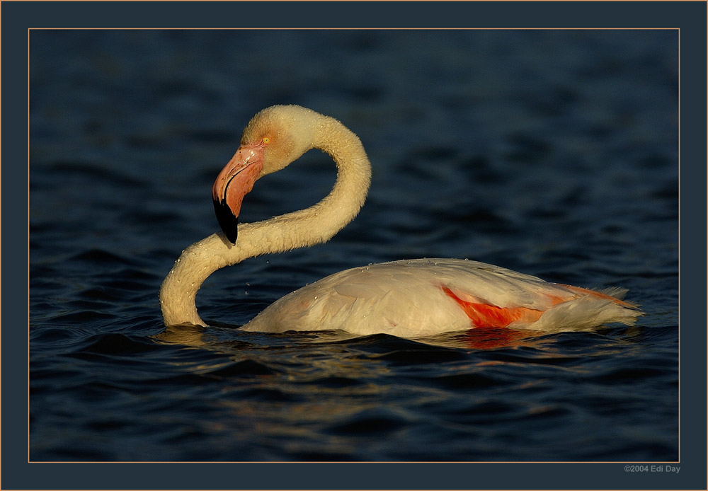 Abendlicht
wenn man Geduld hat, lange genug zu warten, wird man belohnt 
Schlüsselwörter: Flamingo, Phoenicopterus ruber roseus, Camargue, Wasservögel