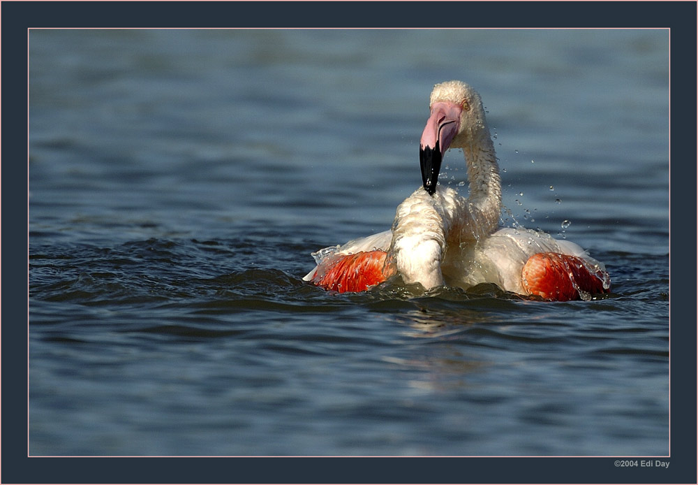 Das Bad am Samstag Abend
Schlüsselwörter: Flamingo, Phoenicopterus ruber roseus, Camargue, Wasservögel