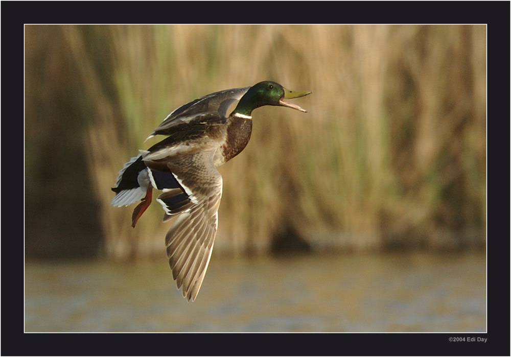 Südanflug
D2H - AF-S 600mm f/4D - 600mm - 1/2000s - f/4.0 mit Stativkopf Diemar Nill
