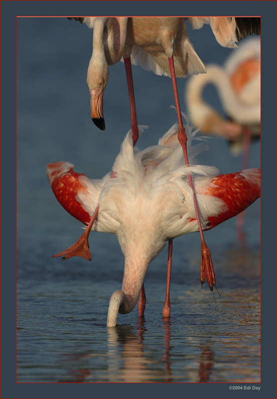 Hoppla...
manchmal rutsch man ab !!!
Schlüsselwörter: Flamingo, Phoenicopterus ruber roseus, Camargue, Wasservögel