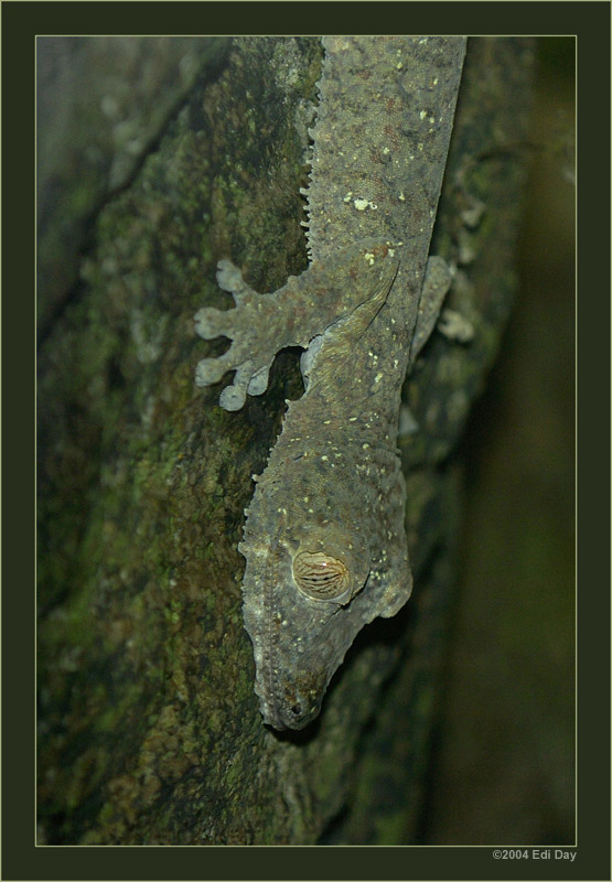 Plattschwanzgecko
