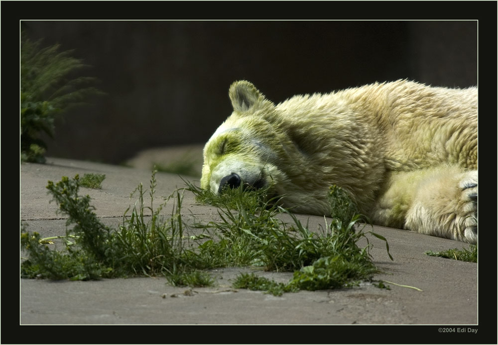 Der grüne Eisbär
im Zoo Hannover hat wohl lange keinen Schnee mehr gesehen
Schlüsselwörter: Zoo Hannover, Eisbär