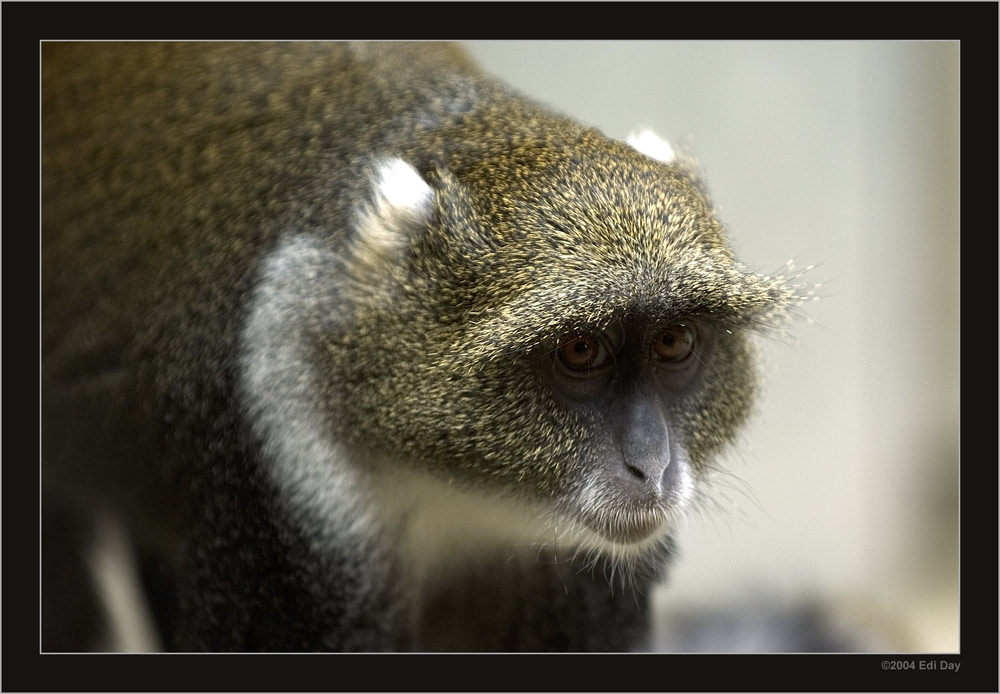 Meerkatze
Zoo Hannover
