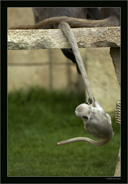 Bim bam
der kleine indische Affe im Zoo Hannover hat den Schwanz seiner Mutter als Schaukel entdeckt
